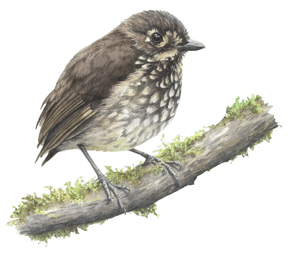 Grallariculasp SIN FONDO ajustada